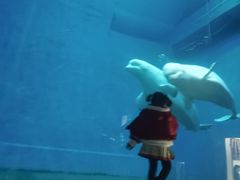 -芜湖新华联大白鲸海洋公园