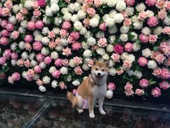 -百好乐宠物友好餐厅(朝外大街店)