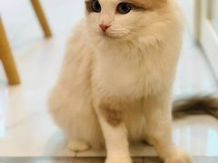 -楼上猫咖(罗湖店)