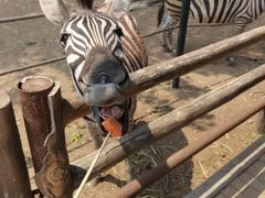 -大连森林动物园