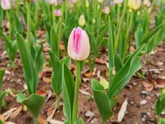 -鸡鸣汤包(广东路店)