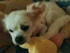 -瑞派动物医院·猫专科·至诚(江南中分院)