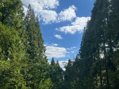 -黄海国家森林公园