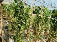 -甜心庄园·甜心草莓采摘园(西青中北店)