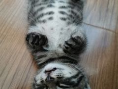 -爱侣宠医·鹦鹉专科·小型哺乳类·异宠专科(灵石路店)