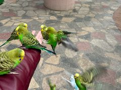 -南宫五洲植物乐园