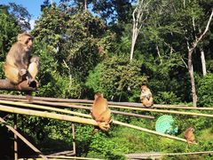 -西双版纳原始森林公园