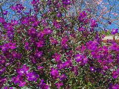 -天适樱花悠乐园