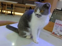 -喵园·猫主题咖啡厅·撸猫·猫咖(国贸店)