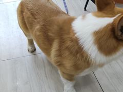 -申普宠物医院·眼科·心内科·影像科(普陀分院)