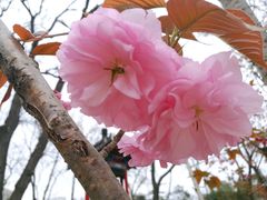 -莲湖公园