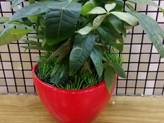 -麻小劲菌汤麻辣烫(体育西路店)
