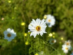 -花开海上生态园