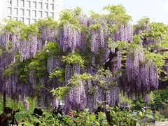 -嘉定紫藤园