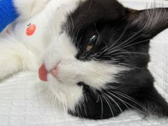-艾贝尔宠物医院·24H转诊中心·肿瘤猫专科(江宁双龙店)