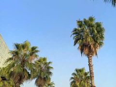 -金沙湖公园