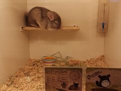 -龙猫仔乐园(惠福东路店)