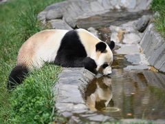 -卧龙中华大熊猫苑神树坪基地