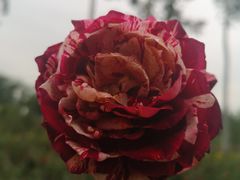 -鱼桥巷·美学川菜