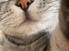 -纳吉亚猫专科动物诊疗中心(蒋宅口分院)