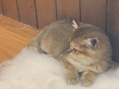 -龟与熊猫宠物公园(南坪店)