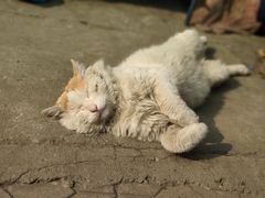 -海荣锅贴馆(五味十字店)