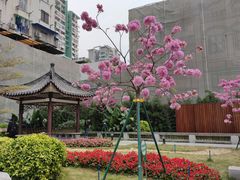 -沙湾姜埋奶(兴新包店)