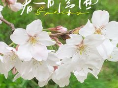 -顾村公园