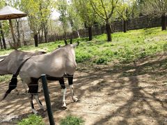 -大连森林动物园