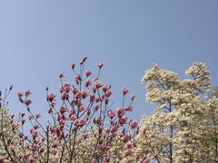 白粉玉兰花-济南植物园