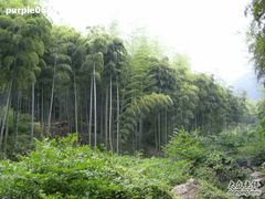 -山沟沟景区