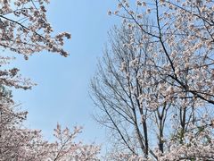 -顾村公园