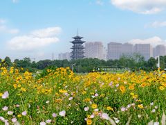 -洋湖国家湿地公园