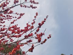 -则平律师服务团队·婚姻家事·法律服务