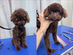 -唐小姐の猫狗洗护·购宠旗舰店(周浦万达店)