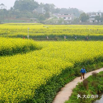 江津永兴黄庄村-金色黄庄