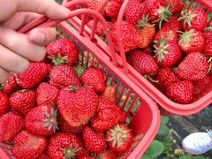 -胜丰草莓采摘园