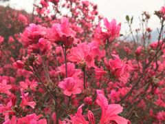 -木兰云雾山