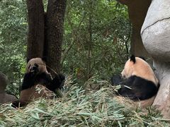 -中国大熊猫保护研究中心雅安碧峰峡基地