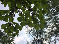-绿堤公园