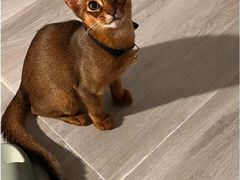 -猫十亿·布偶金渐层·曼基康矮脚猫舍(青年路店)