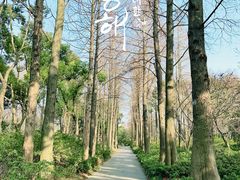 -上海滨江森林公园