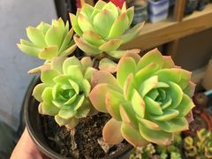 -双季花艺园艺市场(浦东店)