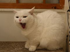 -Let's go狗咖·猫咖·奶狗·桌游(春熙路IFS店)