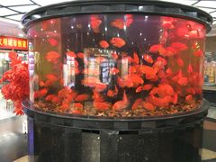 -香港珍妮曲奇聪明小熊饼干(迪美购物中心店)