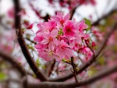 -天适樱花悠乐园