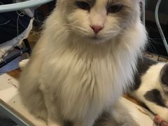 -共舞时光猫咖·狗咖(新街口店)