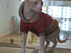 -猫在这儿猫咪咖啡馆·撸猫馆