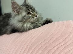 -lincat·猫舍(广州店)