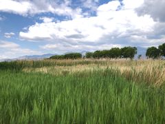 -野鸭湖国家湿地公园